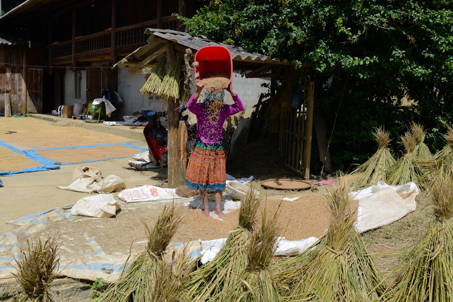 Farmer drying rice