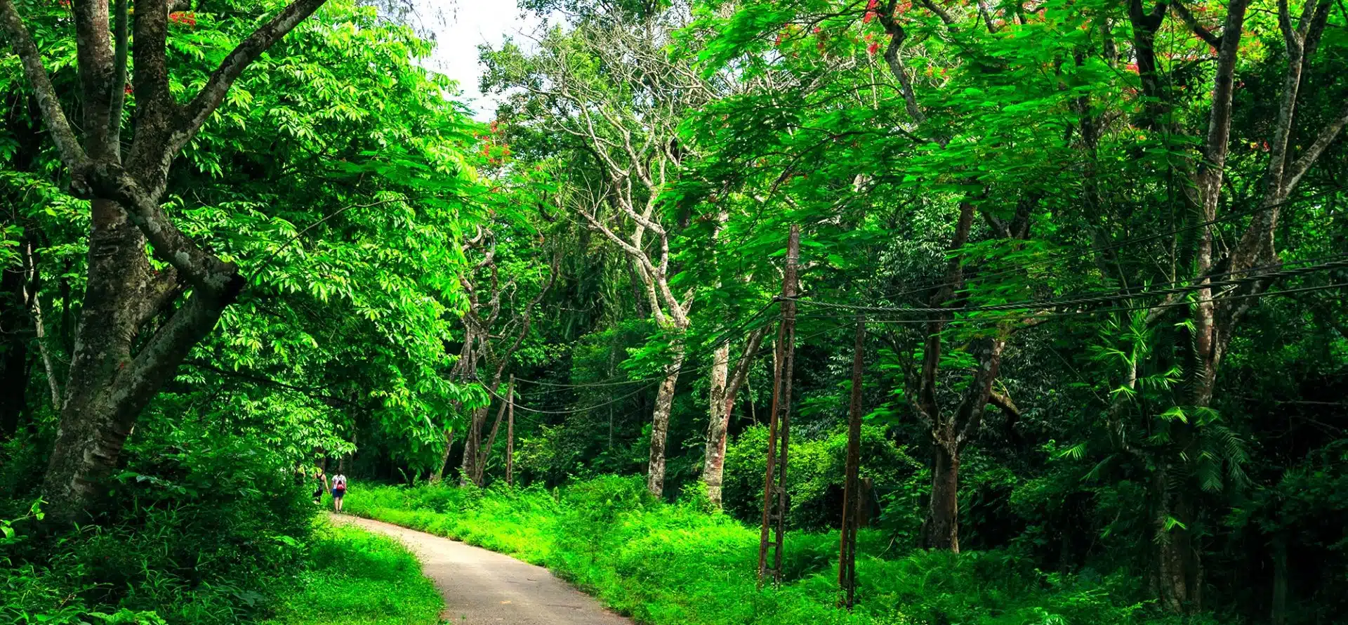 Easy Trek Cuc Phuong National Park - Discover the Real Ninh Binh with Origin Vietnam
