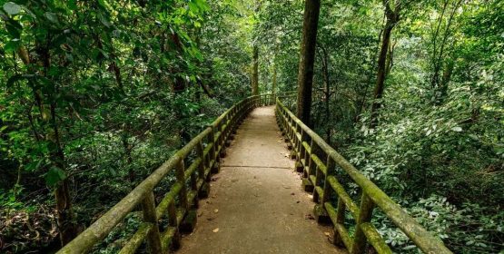 Easy Trek Cuc Phuong National Park