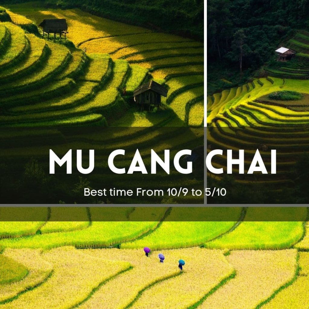 Golden Mu Cang Chai