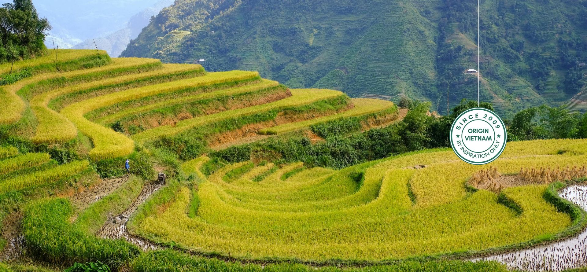 Ha Giang Eco & Nature Tours - golden rice terraces and peaceful mountain scenery in Northern Vietnam