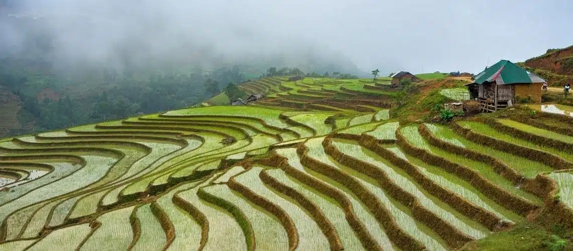 Hoang Su Phi Rice Terraced Fields