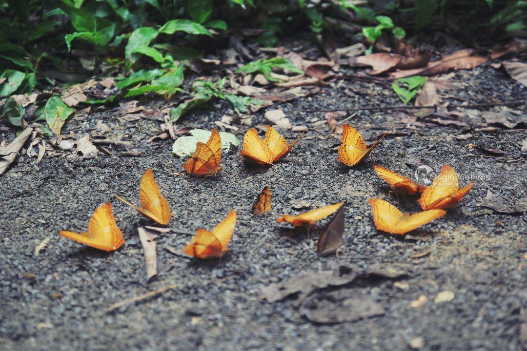 IMG Cuc Phuong National Park 5