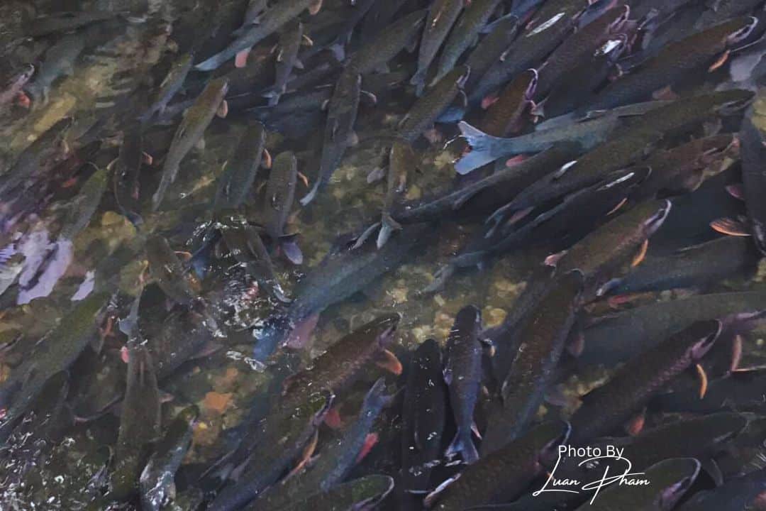 IMG God Fish Stream cam thuy 1