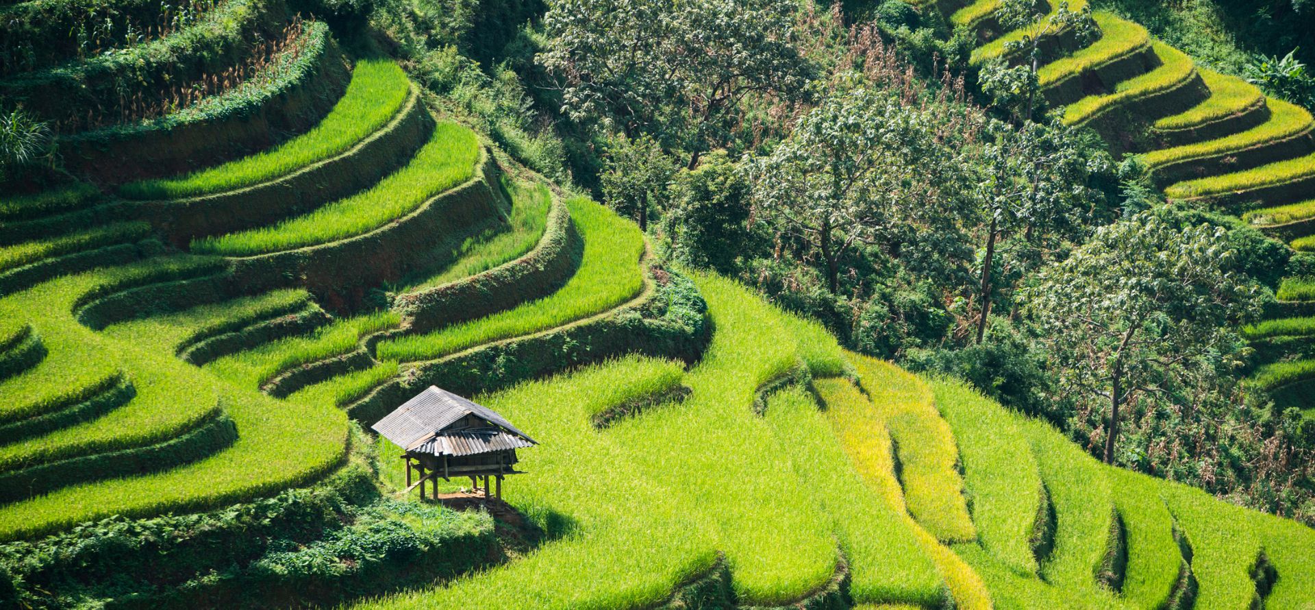 Mu Cang Chai rice terrace tour from Hanoi Mu Cang Chai tour by Origin Vietnam