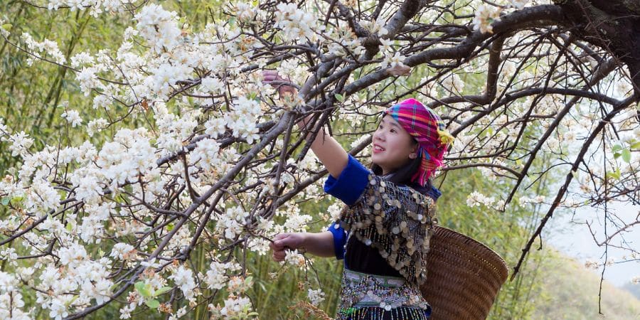 Spring flowers blooming in Sapa with plum and peach blossoms