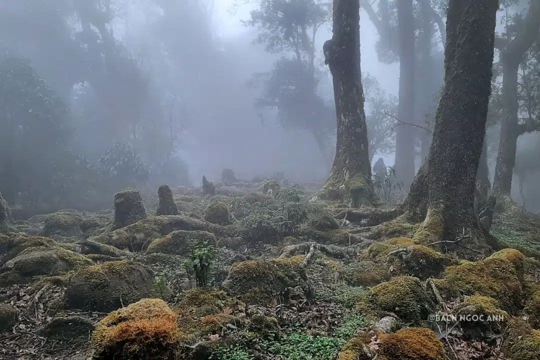 Day 1: Hanoi – Ta Xua – Trek Dinosaur Back. Homestay in Ta Xua (L/D)