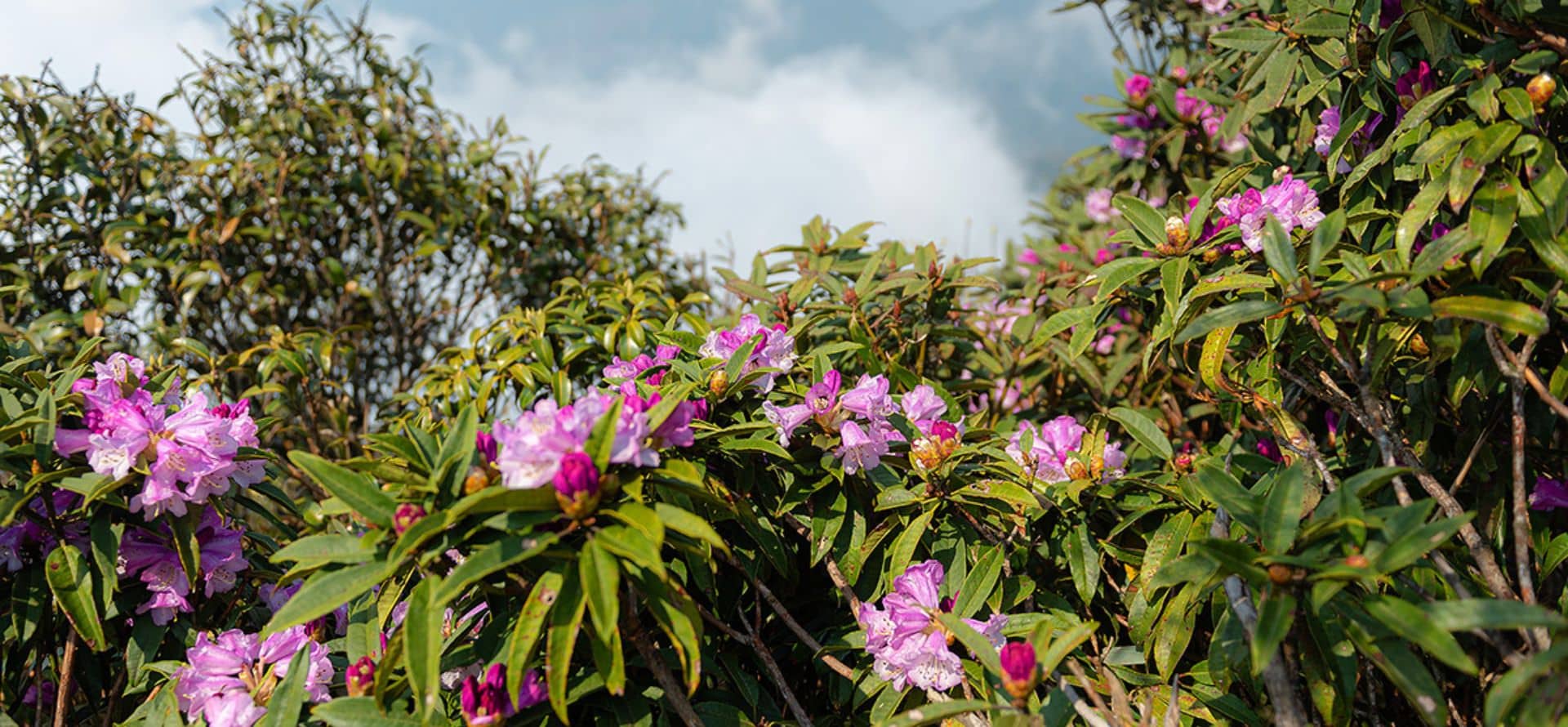 Tay Con Linh Trekking Tour - Ha Giang Loop private tour by Origin Vietnam