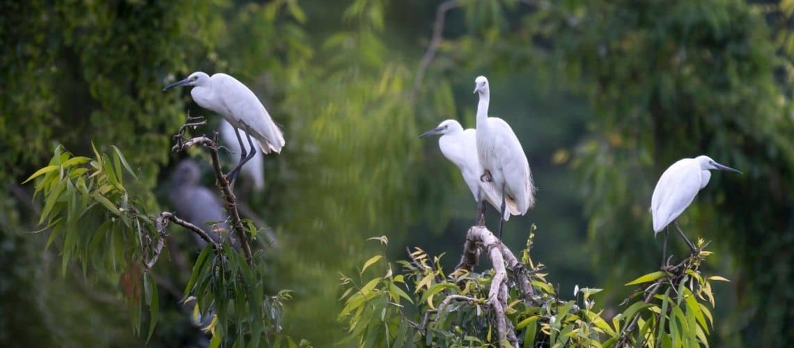 Thung Nham Birds Ecological Tourism Area