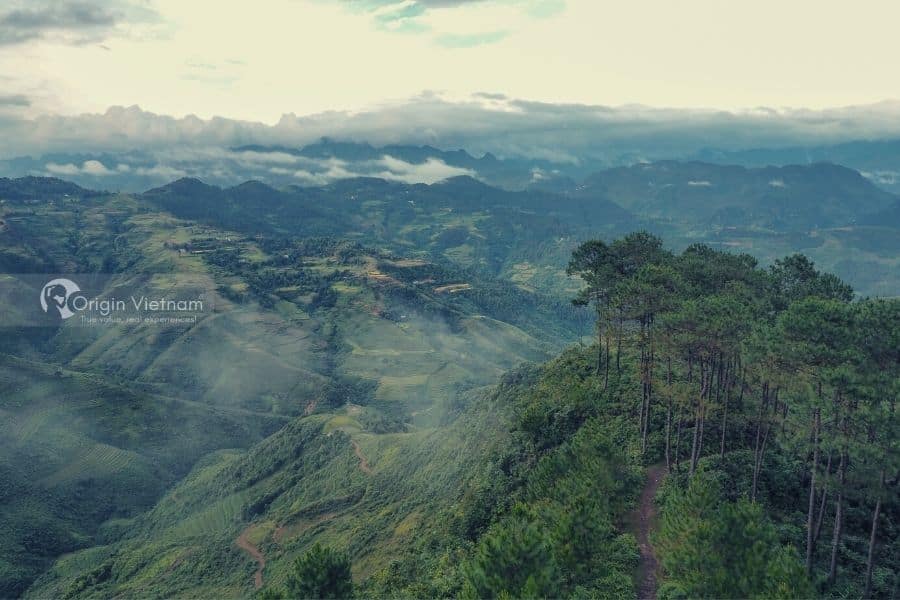 Yen Minh Pine Forest