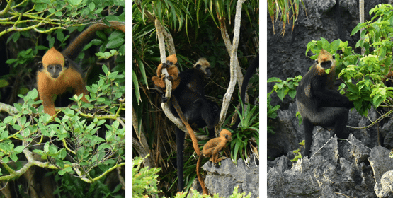 Monkey Island Cat Ba