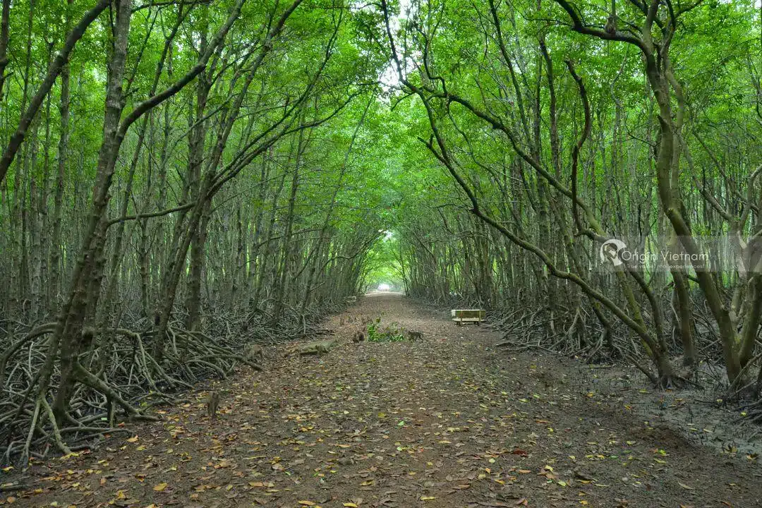 IMG Can Gio Mangrove Forest 4.jpg